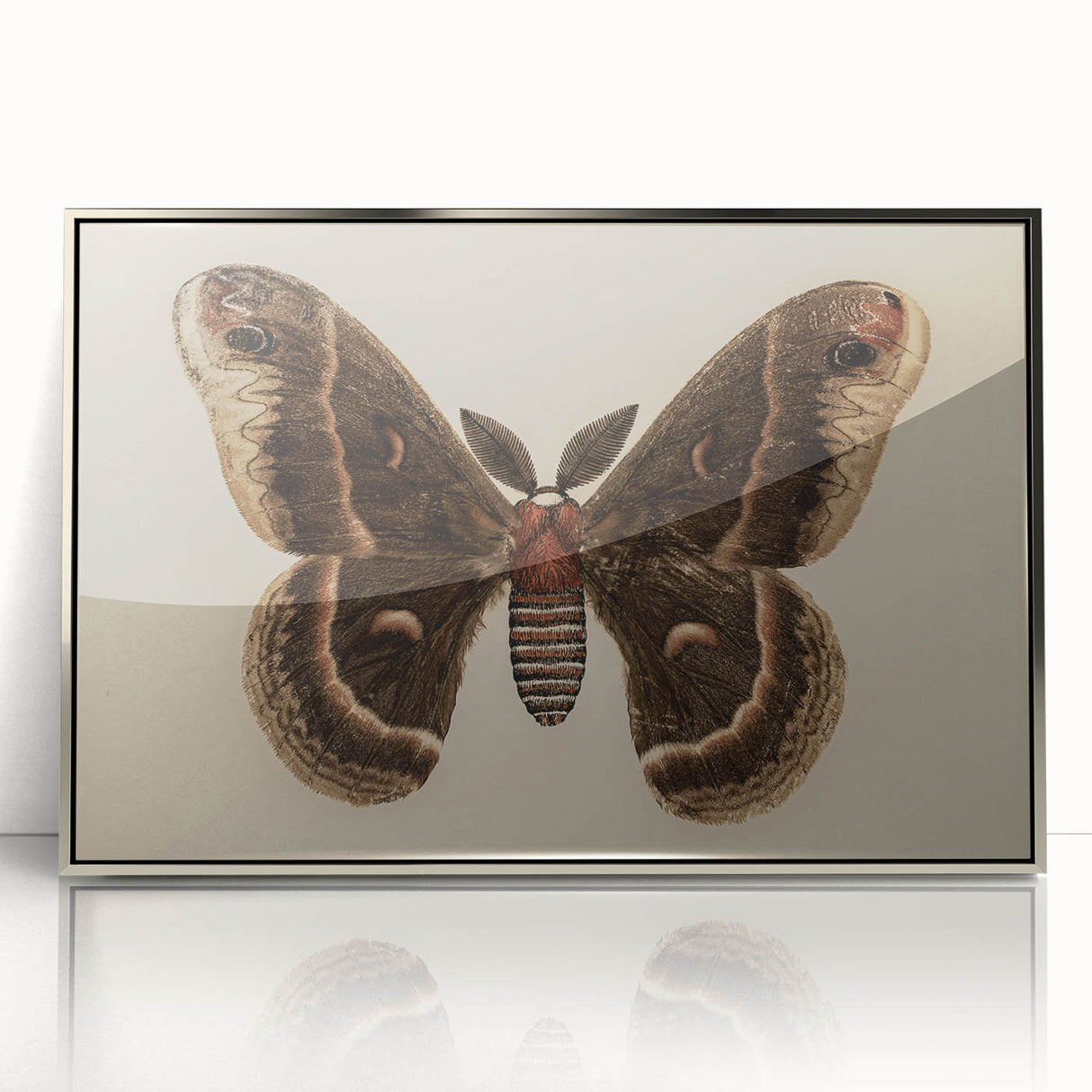 Grunge Aesthetic Art: Vintage Moth Illustration Grunge Canvas Print