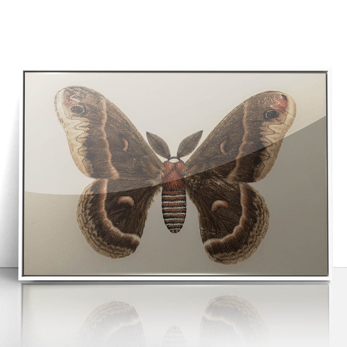 Grunge Aesthetic Art: Vintage Moth Illustration Grunge Canvas Print