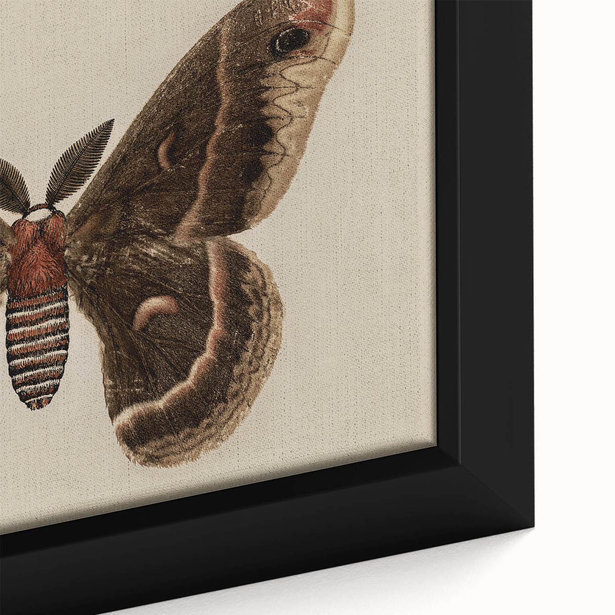Grunge Aesthetic Art: Vintage Moth Illustration Grunge Canvas Print