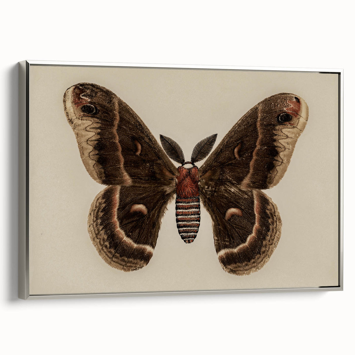 Grunge Aesthetic Art: Vintage Moth Illustration Grunge Canvas Print