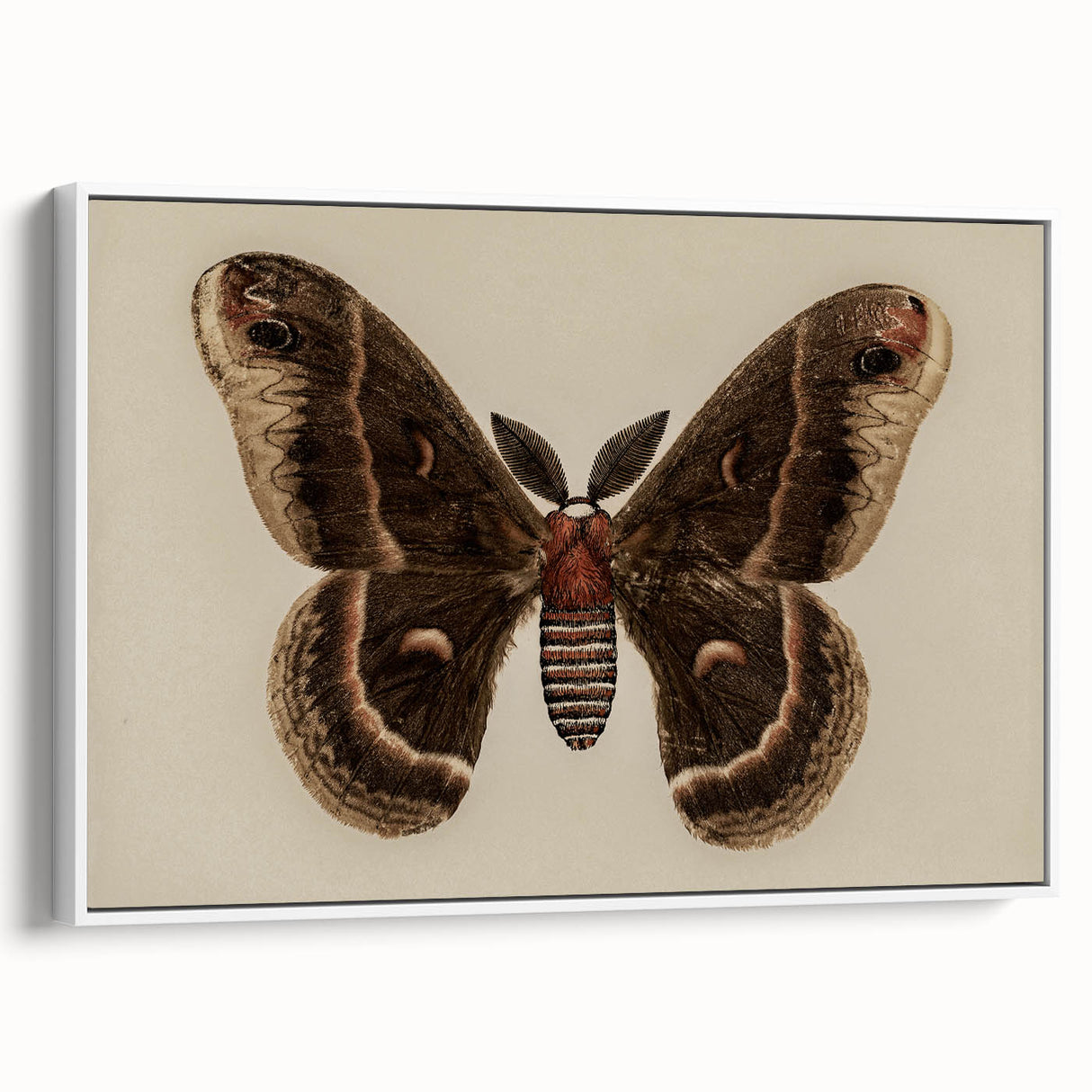 Grunge Aesthetic Art: Vintage Moth Illustration Grunge Canvas Print