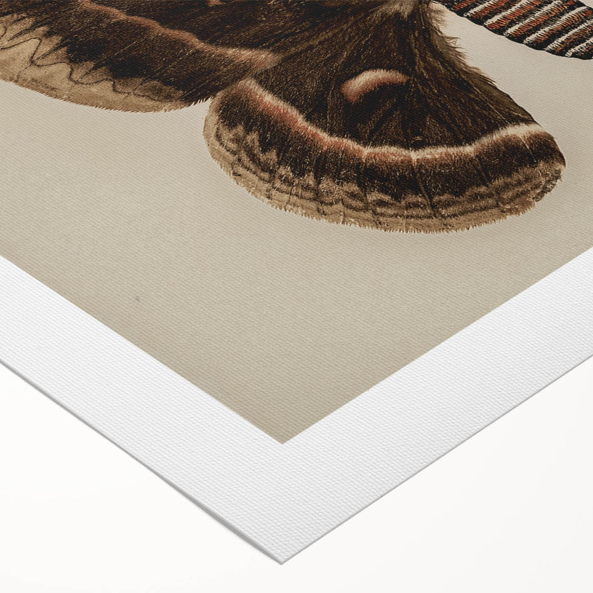 Grunge Aesthetic Art: Vintage Moth Illustration Grunge Canvas Print