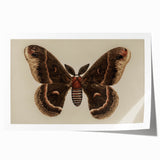 Grunge Aesthetic Art: Vintage Moth Illustration Grunge Canvas Print