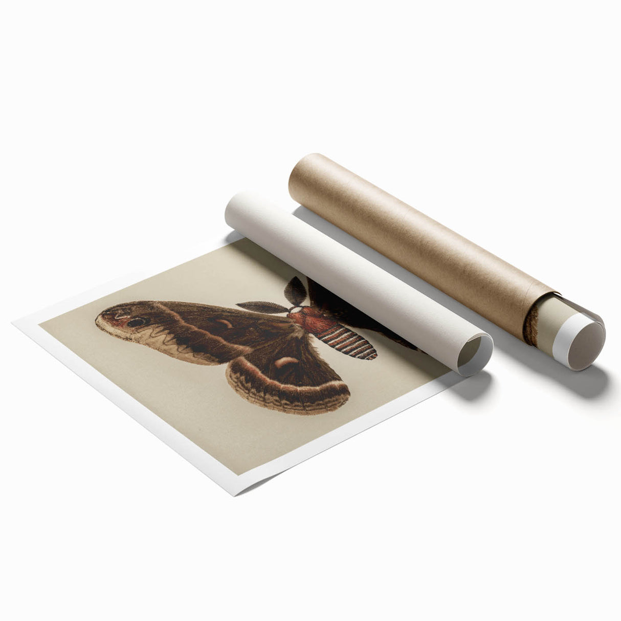 Grunge Aesthetic Art: Vintage Moth Illustration Grunge Canvas Print