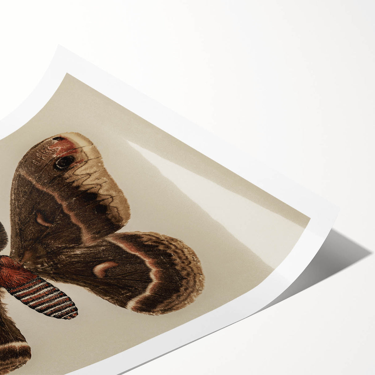 Grunge Aesthetic Art: Vintage Moth Illustration Grunge Canvas Print