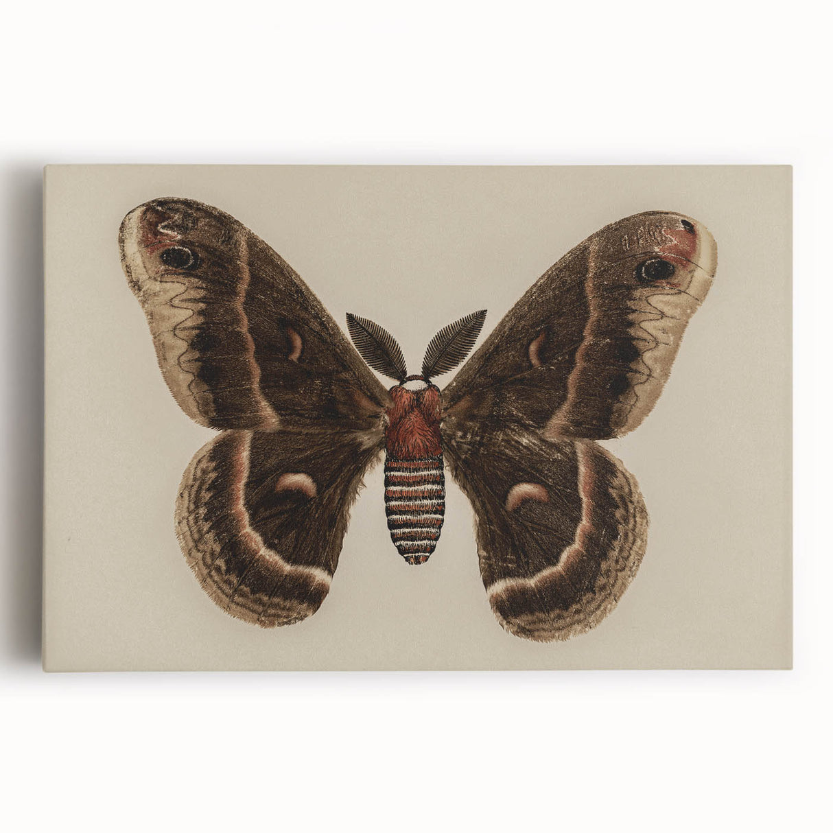 Grunge Aesthetic Art: Vintage Moth Illustration Grunge Canvas Print