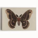 Grunge Aesthetic Art: Vintage Moth Illustration Grunge Canvas Print