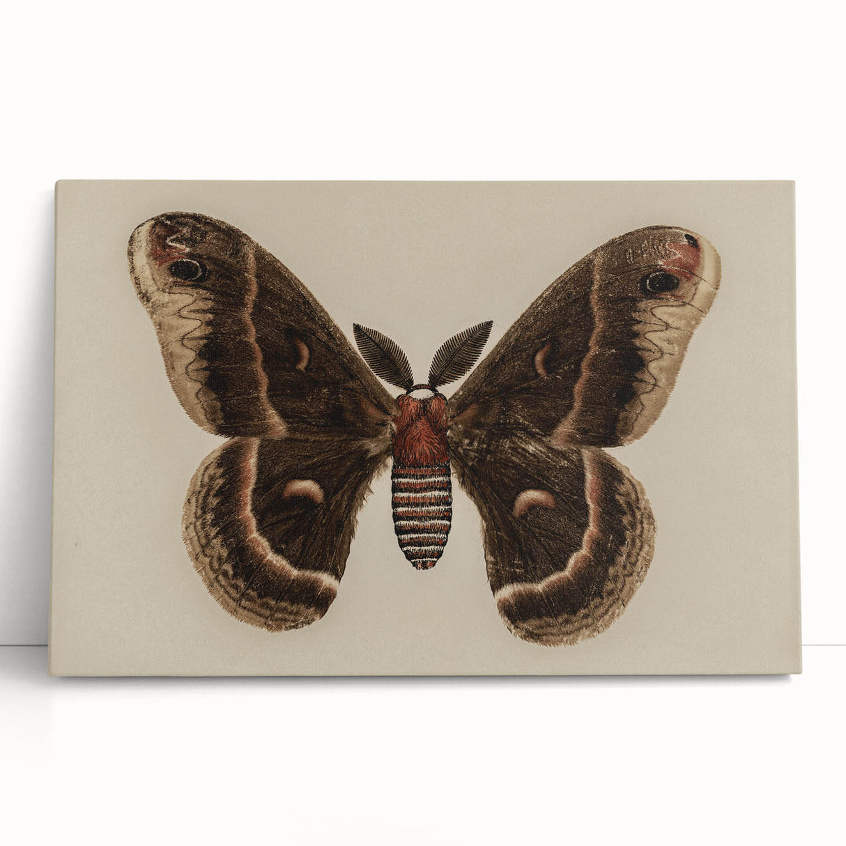 Grunge Aesthetic Art: Vintage Moth Illustration Grunge Canvas Print