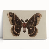 Grunge Aesthetic Art: Vintage Moth Illustration Grunge Canvas Print