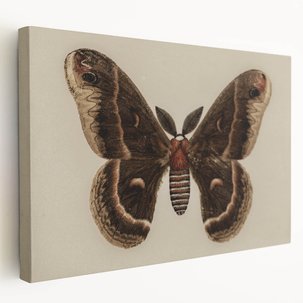 Grunge Aesthetic Art: Vintage Moth Illustration Grunge Canvas Print