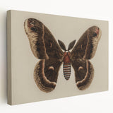 Grunge Aesthetic Art: Vintage Moth Illustration Grunge Canvas Print