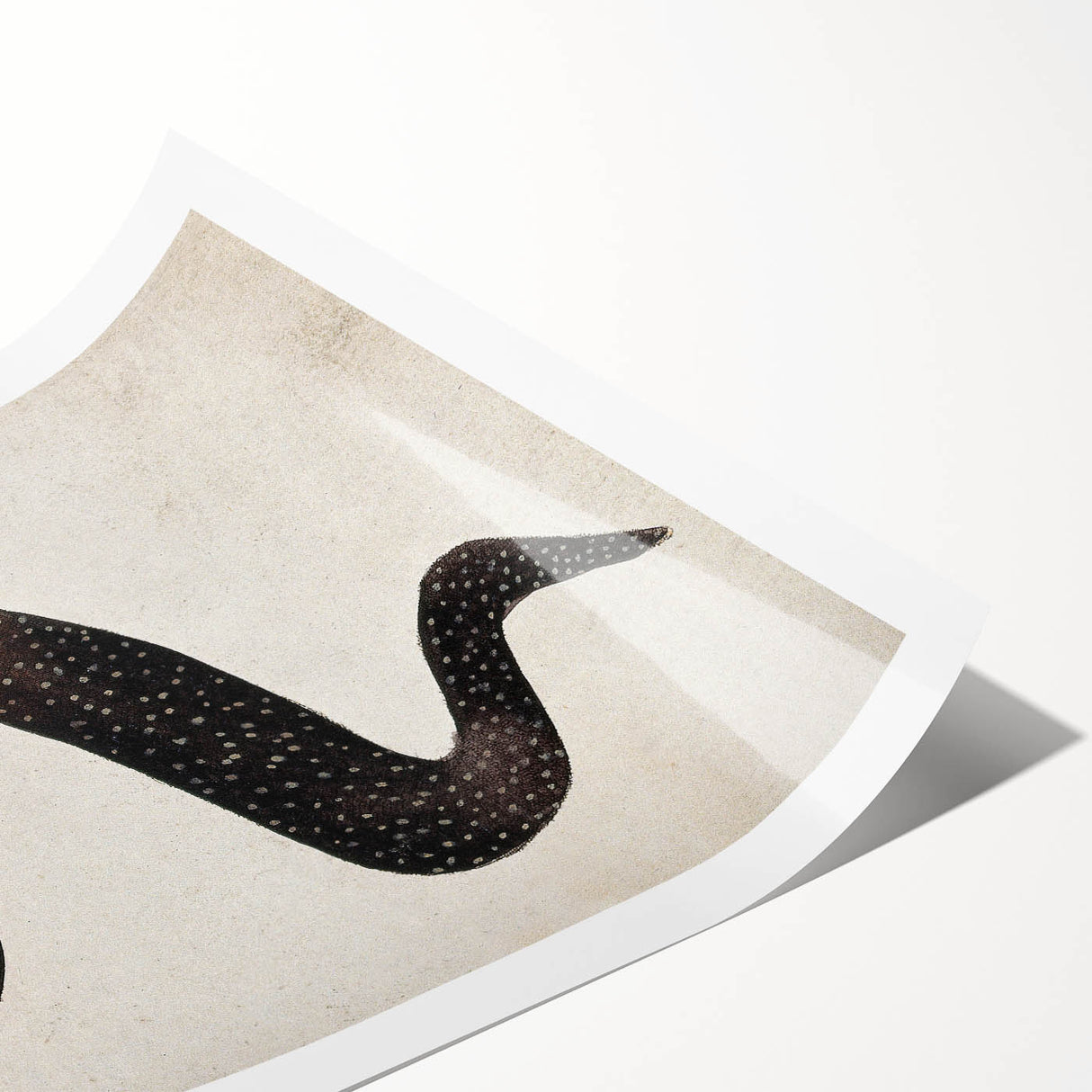Abstract Grunge Art - Vintage Eel Design - Urban Grunge Canvas Print