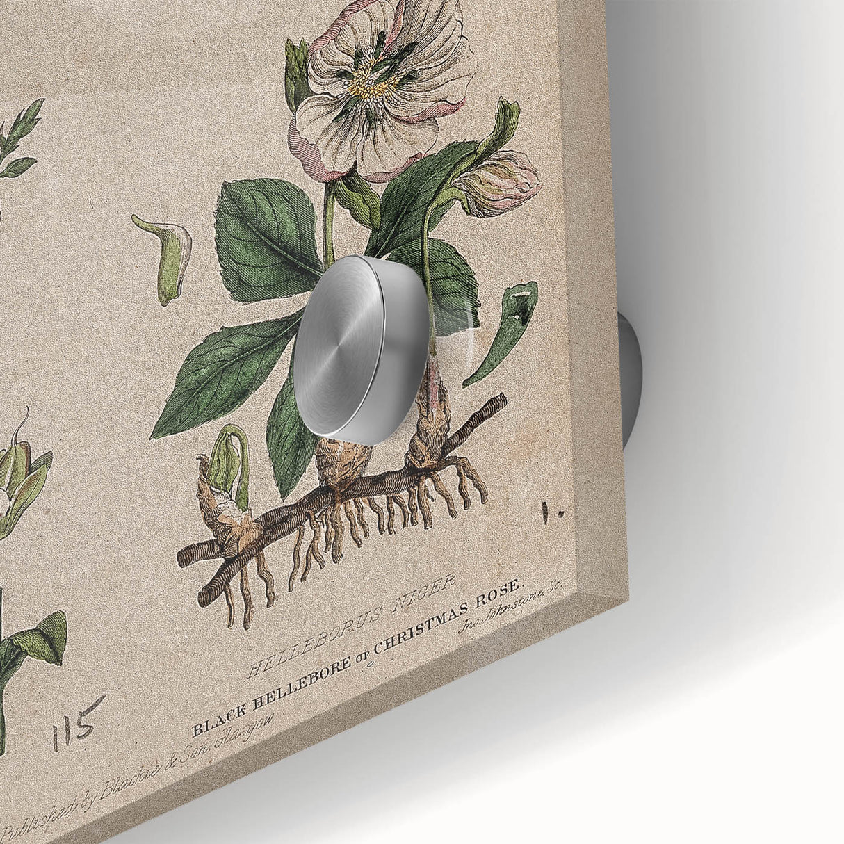 Grunge Botanical Poison Art - Vintage Mushroom and Floral Wall Print