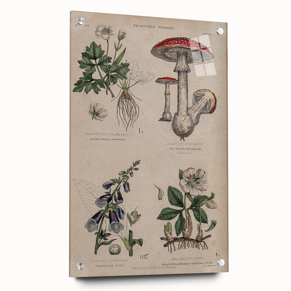 Grunge Botanical Poison Art - Vintage Mushroom and Floral Wall Print