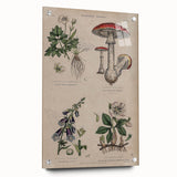Grunge Botanical Poison Art - Vintage Mushroom and Floral Wall Print