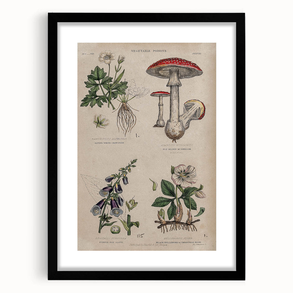 Grunge Botanical Poison Art - Vintage Mushroom and Floral Wall Print
