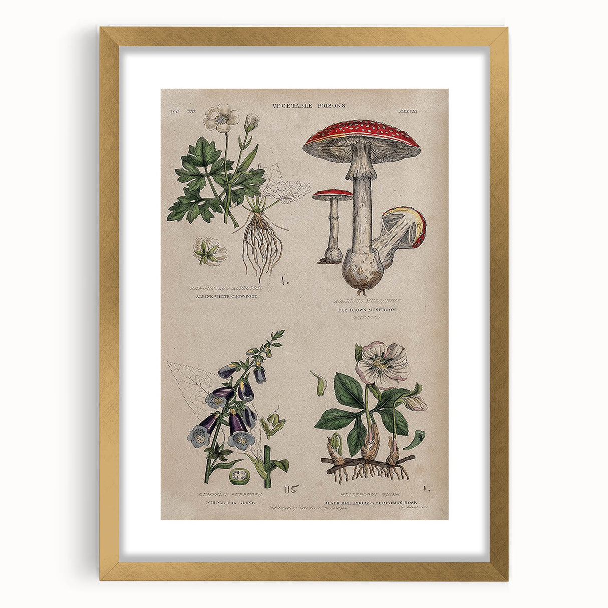 Grunge Botanical Poison Art - Vintage Mushroom and Floral Wall Print