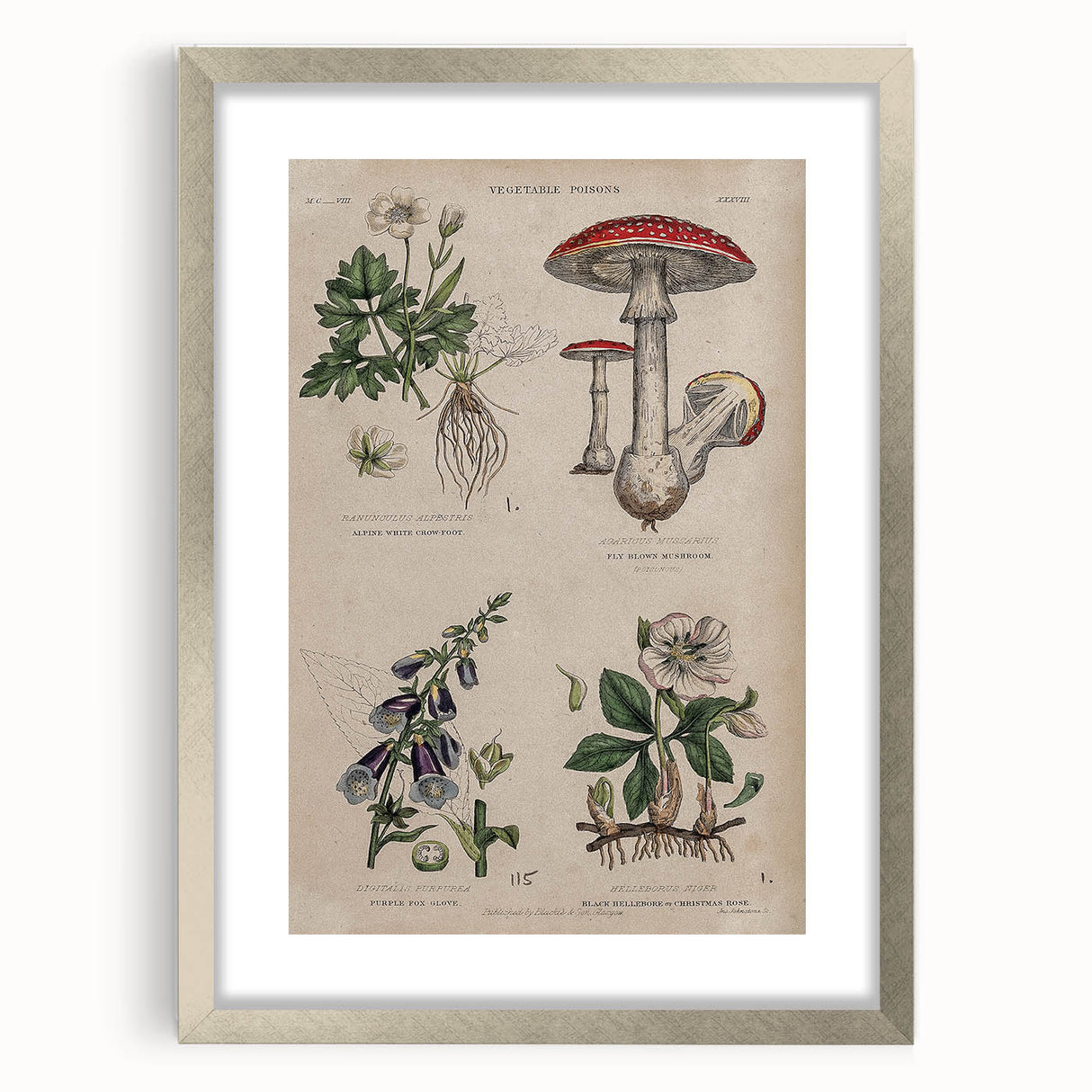 Grunge Botanical Poison Art - Vintage Mushroom and Floral Wall Print