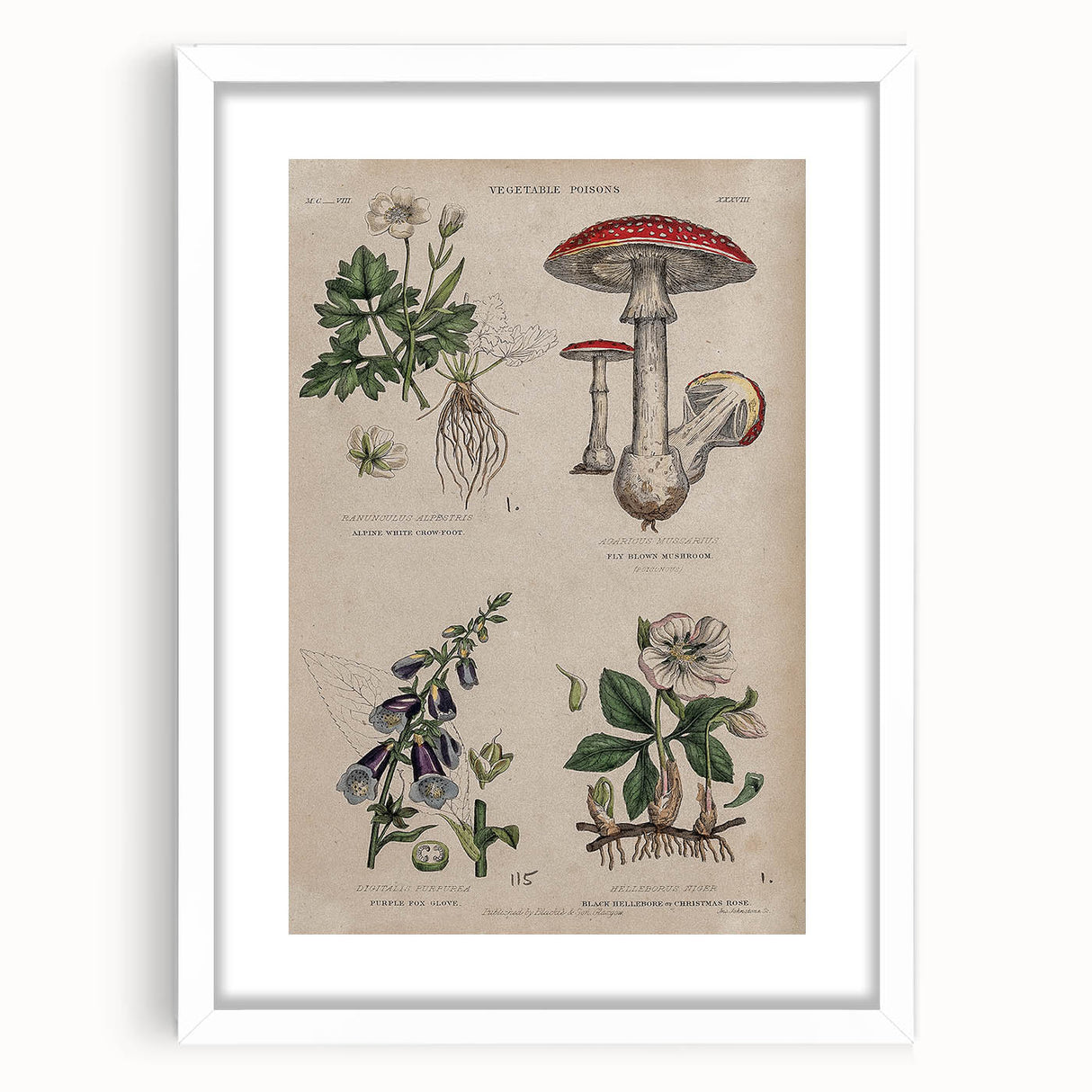 Grunge Botanical Poison Art - Vintage Mushroom and Floral Wall Print