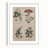 Grunge Botanical Poison Art - Vintage Mushroom and Floral Wall Print
