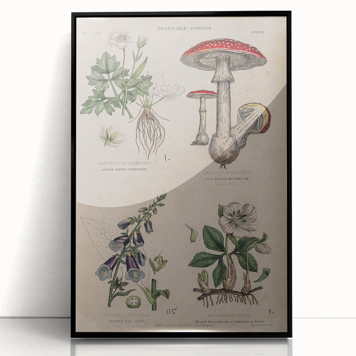 Grunge Botanical Poison Art - Vintage Mushroom and Floral Wall Print
