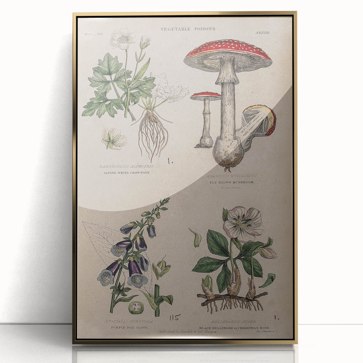 Grunge Botanical Poison Art - Vintage Mushroom and Floral Wall Print