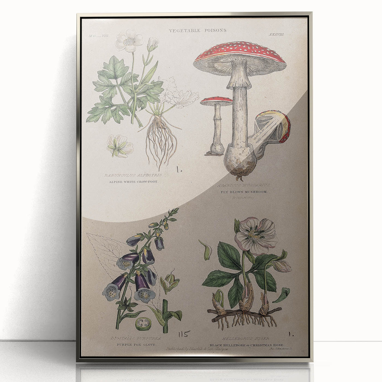Grunge Botanical Poison Art - Vintage Mushroom and Floral Wall Print