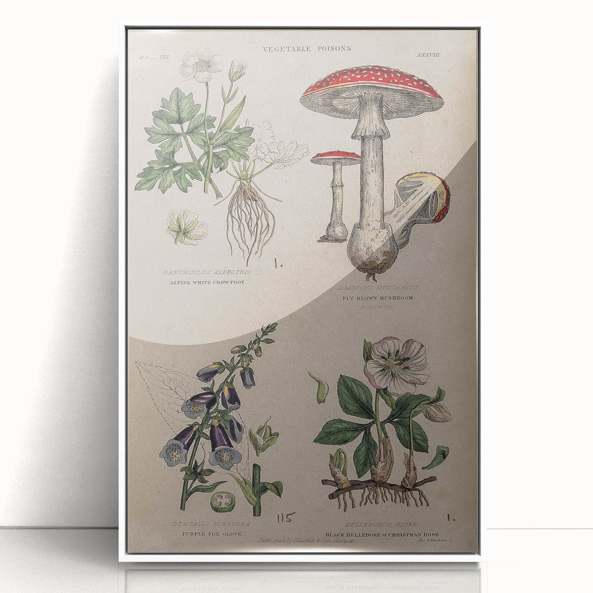 Grunge Botanical Poison Art - Vintage Mushroom and Floral Wall Print
