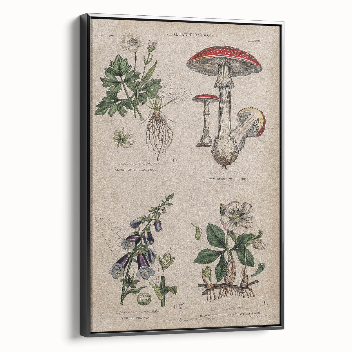 Grunge Botanical Poison Art - Vintage Mushroom and Floral Wall Print