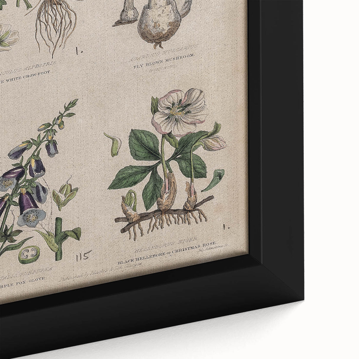 Grunge Botanical Poison Art - Vintage Mushroom and Floral Wall Print