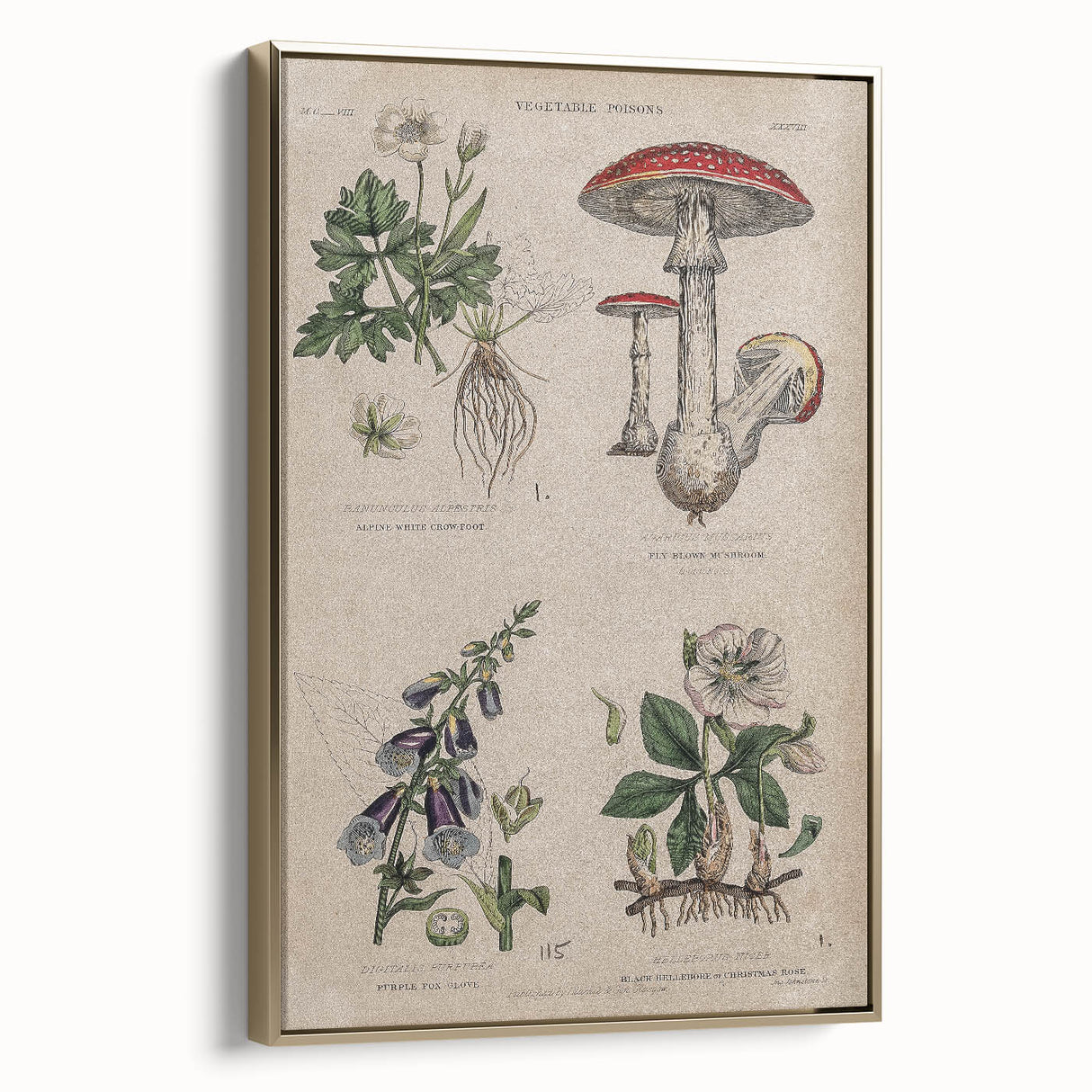 Grunge Botanical Poison Art - Vintage Mushroom and Floral Wall Print
