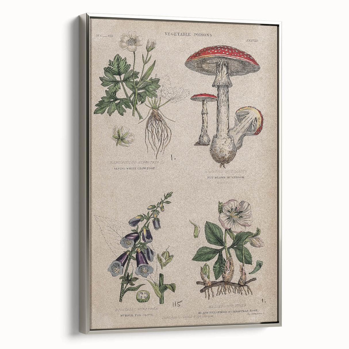 Grunge Botanical Poison Art - Vintage Mushroom and Floral Wall Print