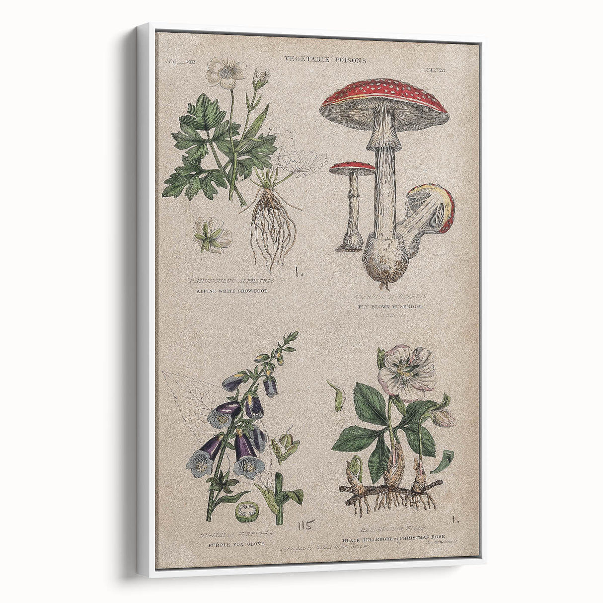 Grunge Botanical Poison Art - Vintage Mushroom and Floral Wall Print