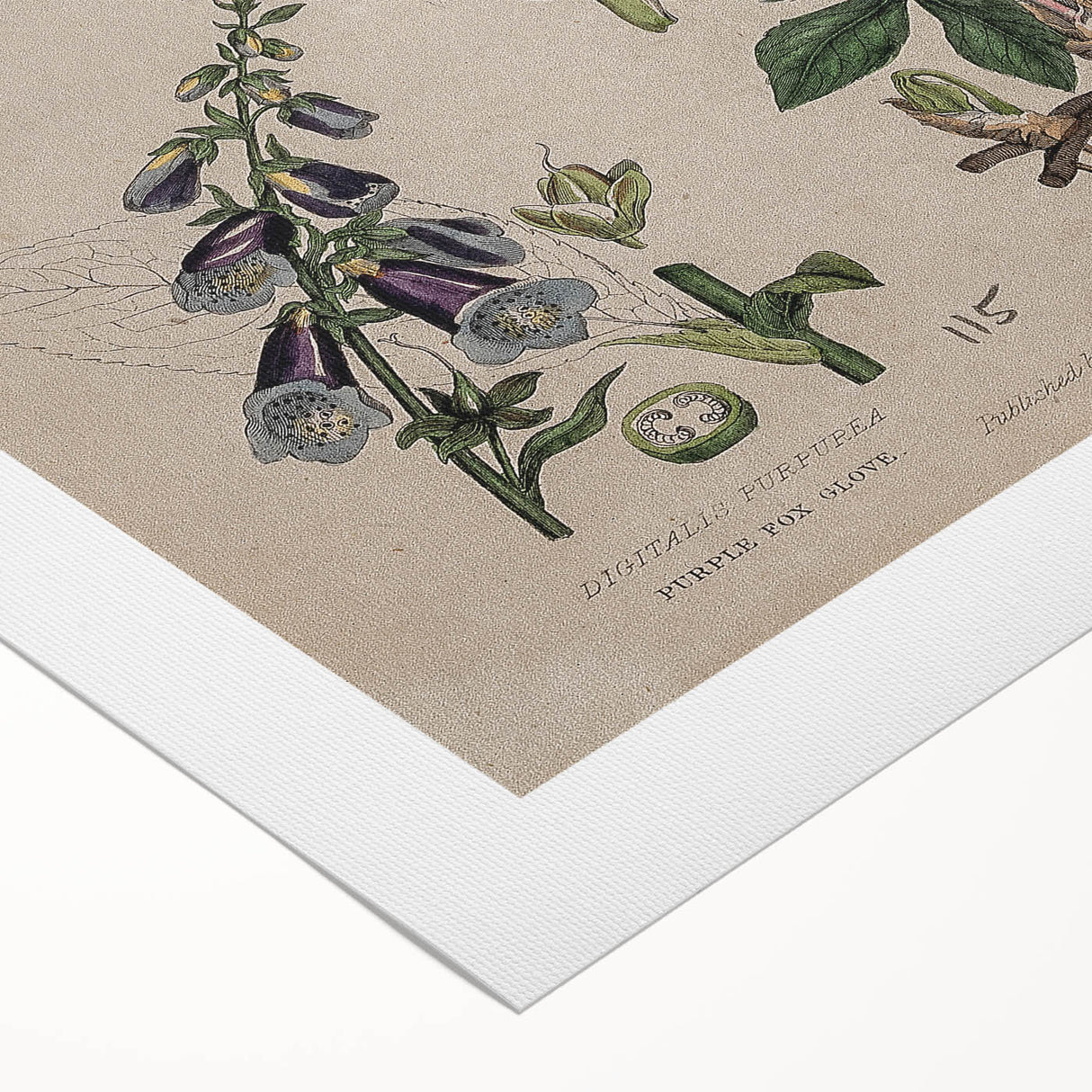 Grunge Botanical Poison Art - Vintage Mushroom and Floral Wall Print