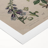 Grunge Botanical Poison Art - Vintage Mushroom and Floral Wall Print