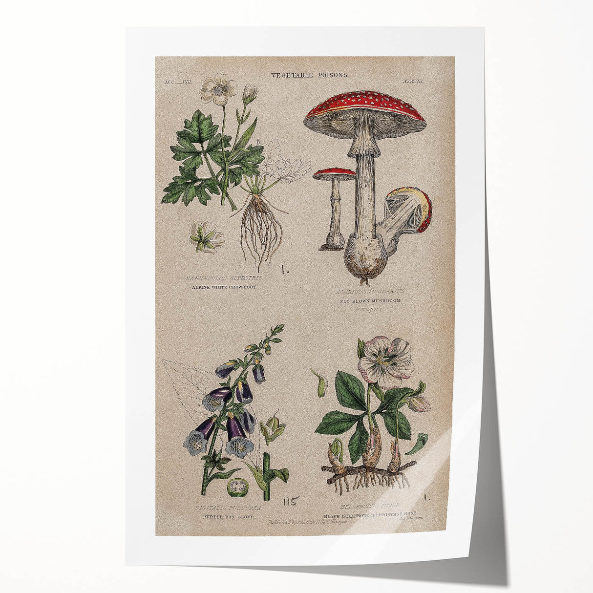 Grunge Botanical Poison Art - Vintage Mushroom and Floral Wall Print