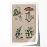 Grunge Botanical Poison Art - Vintage Mushroom and Floral Wall Print