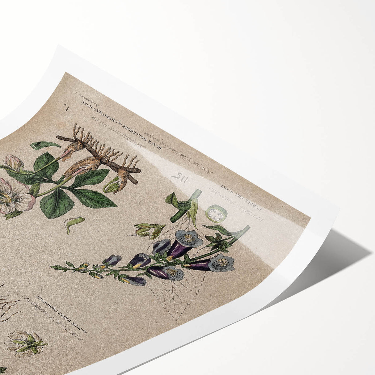 Grunge Botanical Poison Art - Vintage Mushroom and Floral Wall Print
