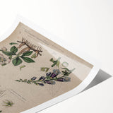 Grunge Botanical Poison Art - Vintage Mushroom and Floral Wall Print