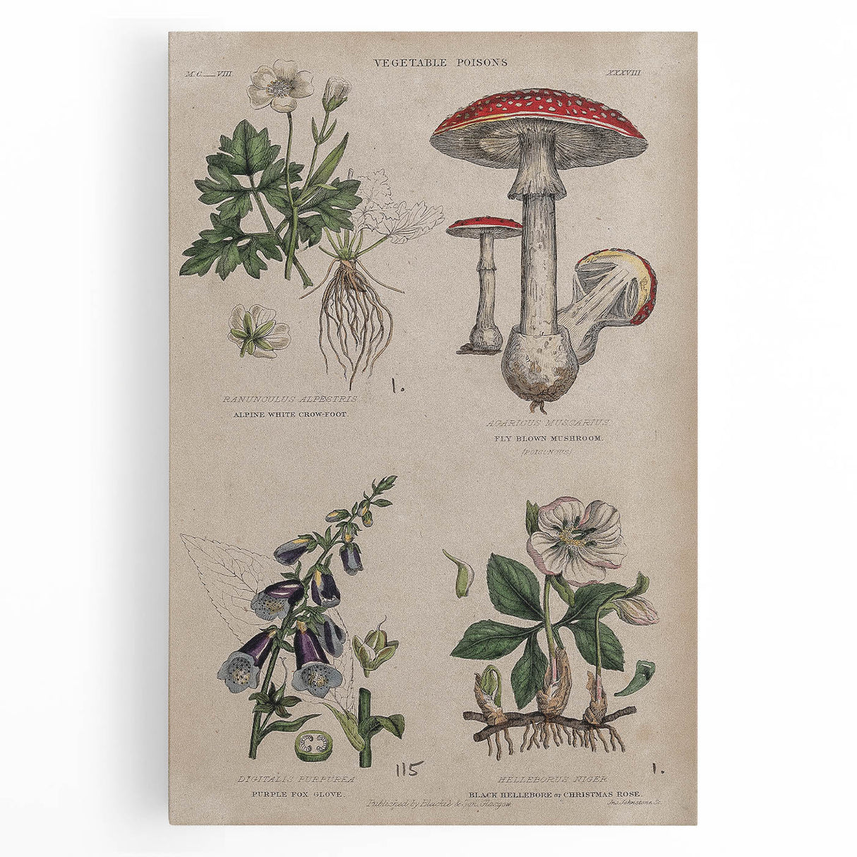 Grunge Botanical Poison Art - Vintage Mushroom and Floral Wall Print