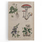 Grunge Botanical Poison Art - Vintage Mushroom and Floral Wall Print