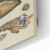 Vintage Grunge Seashell Illustration - Distressed Nautical Wall Art