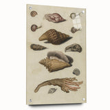 Vintage Grunge Seashell Illustration - Distressed Nautical Wall Art