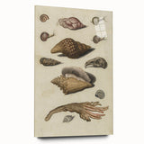 Vintage Grunge Seashell Illustration - Distressed Nautical Wall Art