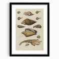 Vintage Grunge Seashell Illustration - Distressed Nautical Wall Art