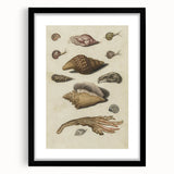 Vintage Grunge Seashell Illustration - Distressed Nautical Wall Art