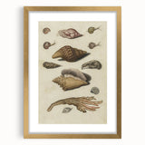Vintage Grunge Seashell Illustration - Distressed Nautical Wall Art