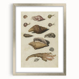 Vintage Grunge Seashell Illustration - Distressed Nautical Wall Art