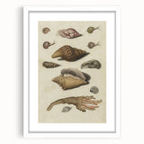 Vintage Grunge Seashell Illustration - Distressed Nautical Wall Art