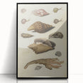 Vintage Grunge Seashell Illustration - Distressed Nautical Wall Art